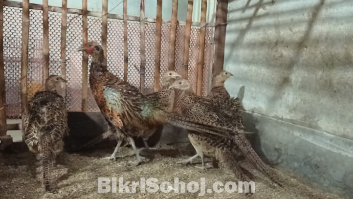 পোষা প্রাণী  রিং নেক ফ্রিজেন্ট